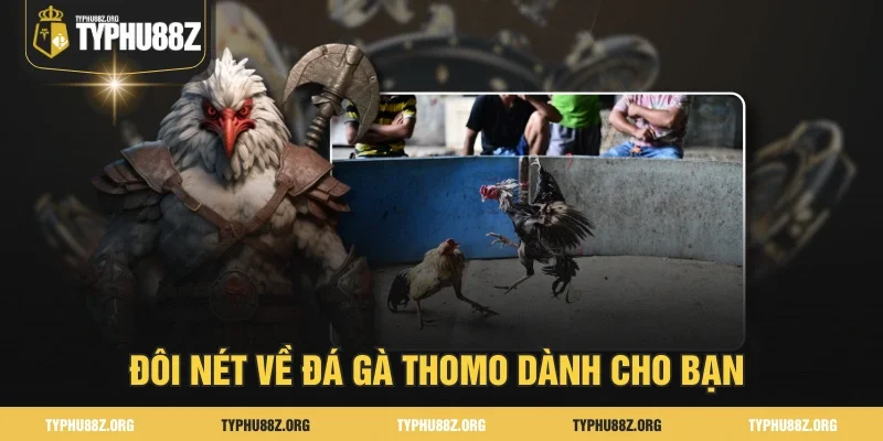 Đôi nét về Đá gà Thomo dành cho bạn 