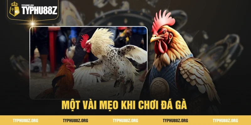 Một vài mẹo khi chơi đá gà 
