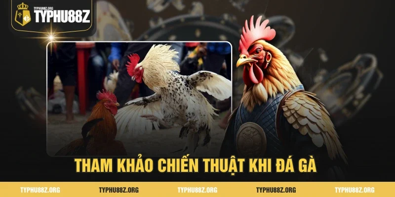 Tham khảo kinh nghiệm khi đá gà 