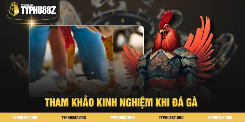 Tham khảo chiến thuật khi đá gà 